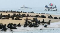 Namibia - Bootsfahrt in der Lagune Walvis Bay - Robbenkolonie