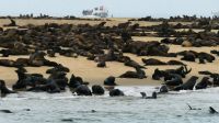 Namibia - Bootsfahrt in der Lagune Walvis Bay - Robbenkolonie