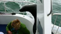 Namibia - Bootsfahrt in der Lagune Walvis Bay - blinder Passagier