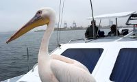 Namibia - Bootsfahrt in der Lagune Walvis Bay