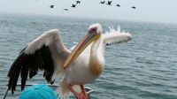 Namibia - Bootsfahrt in der Lagune Walvis Bay