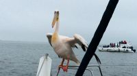 Namibia - Bootsfahrt in der Lagune Walvis Bay