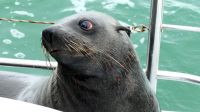 Namibia - Bootsfahrt in der Lagune Walvis Bay