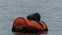 Namibia - Bootsfahrt in der Lagune von Walvis Bay - Robbe relaxt
