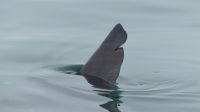 Namibia - Bootsfahrt in der Lagune von Walvis Bay - Mondfisch in Sicht