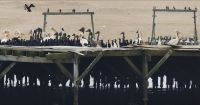 Namibia - Bootsfahrt in der Lagune von Walvis Bay - Guano Plattform