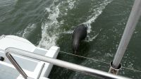 Namibia - Bootsfahrt in der Lagune von Walvis Bay - Verfolgungsjagd