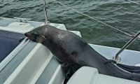 Namibia - Bootsfahrt in der Lagune von Walvis Bay - geschafft