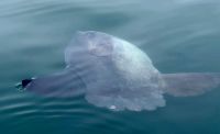 Namibia - Bootsfahrt in der Lagune von Walvis Bay - Mondfisch