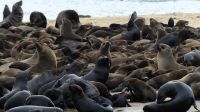 Namibia - Bootsfahrt in der Lagune von Walvis Bay