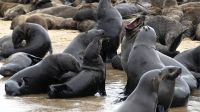 Namibia - Bootsfahrt in der Lagune von Walvis Bay