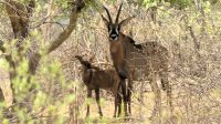 Namibia - Buffalo Park - Rappenantilopen