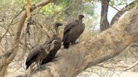 Namibia - Buffalo Park - noch mehr Zaungäste
