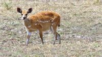 Namibia - Erlebnisse am Okavango - Buschbock