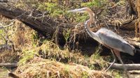 Namibia - Erlebnisse am Okavango - Goliathreiher