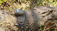 Namibia - Erlebnisse am Okavango - Krokodil mit GPS