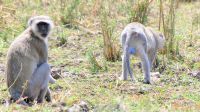 Namibia - Erlebnisse am Okavango - Meerkatzen