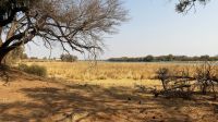 Namibia - Erlebnisse am Okavango - Pirschfahrt im Buffalo Game Reserve