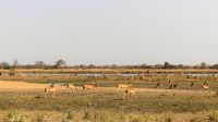 Namibia - Erlebnisse am Okavango - Pirschfahrt im Buffalo Game Reserve