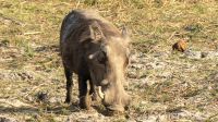 Namibia - Erlebnisse am Okavango - Pumba