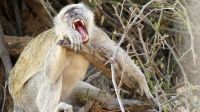 Namibia - Erlebnisse am Okavango - Velvet Monkey (Meerkatze)