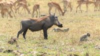Namibia - Erlebnisse am Okavango -Pumba