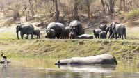 Namibia - Erlebnisse am Okavango 