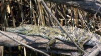 Namibia - Erlebnisse am Okavango