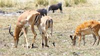 Namibia - Erlebnisse am Okavango