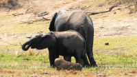 Namibia - Erlebnisse am Okavango
