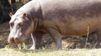 Namibia - Erlebnisse am Okavango