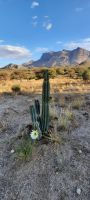 Namibia - Erongo Gebirge - Hohenstein Lodge - Sonnenaufgang