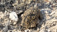 Namibia - Etosha - Pirschfahrt - Leopardenschildi