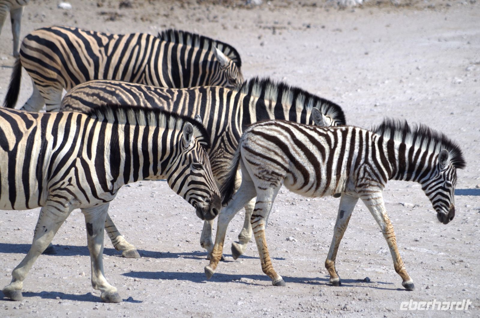 Namibia - Etosha - Pirschfahrt - Zebrastreifen