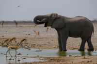 Namibia - Etosha - Pirschfahrt - nächstes Wasserloch