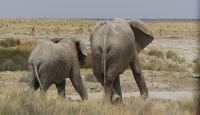 Namibia - Etosha - Pirschfahrt