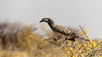 Namibia - Etosha Nationalpark -  Grauschnabeltoko