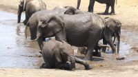 Namibia - Etosha Nationalpark - Elefanten Bad
