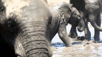 Namibia - Etosha Nationalpark - Elefanten Bad