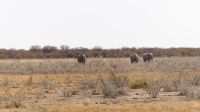 Namibia - Etosha Nationalpark - Elefanten in der Ferne