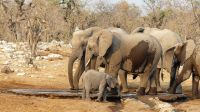 Namibia - Etosha Nationalpark - Elefanten