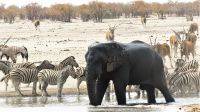Namibia - Etosha Nationalpark - Erlebnisse am Wasserloch Sonderkop