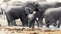 Namibia - Etosha Nationalpark - Erlebnisse am Wasserloch Sonderkop