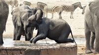 Namibia - Etosha Nationalpark - Erlebnisse am Wasserloch Sonderkop