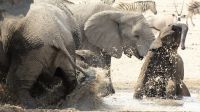 Namibia - Etosha Nationalpark - Erlebnisse am Wasserloch Sonderkop