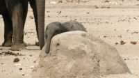 Namibia - Etosha Nationalpark - Erlebnisse am Wasserloch Sonderkop