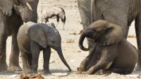 Namibia - Etosha Nationalpark - Erlebnisse am Wasserloch Sonderkop