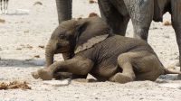 Namibia - Etosha Nationalpark - Erlebnisse am Wasserloch Sonderkop