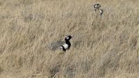 Namibia - Etosha Nationalpark - Gackeltrappe