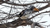 Namibia - Etosha Nationalpark - Gelbschnabeltoko